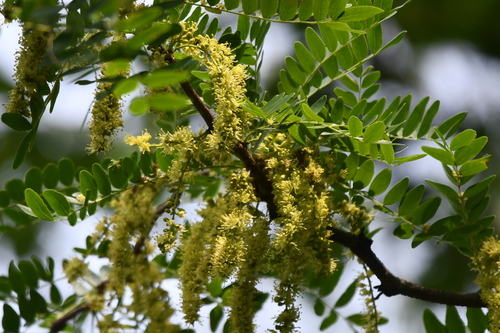 honey locust