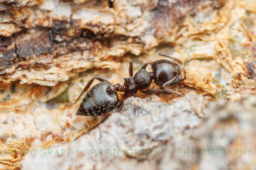 Crematogaster crinosaCrematogaster crinosa