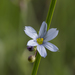 Prairie Blue-eyed Grass - Photo (c) roberta herschleb, all rights reserved, uploaded by roberta herschleb