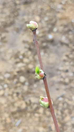 Torymus sinensis · NaturaLista Mexico