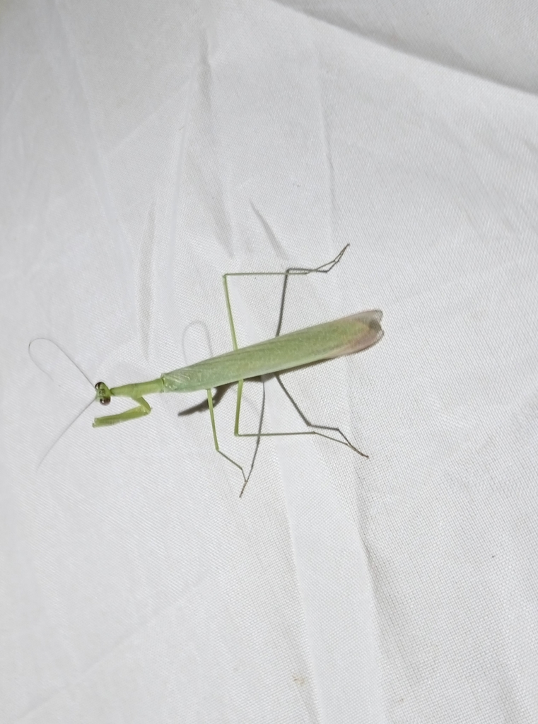 Thespid Mantises from 33000 Departamento de Treinta y Tres, Uruguay on ...