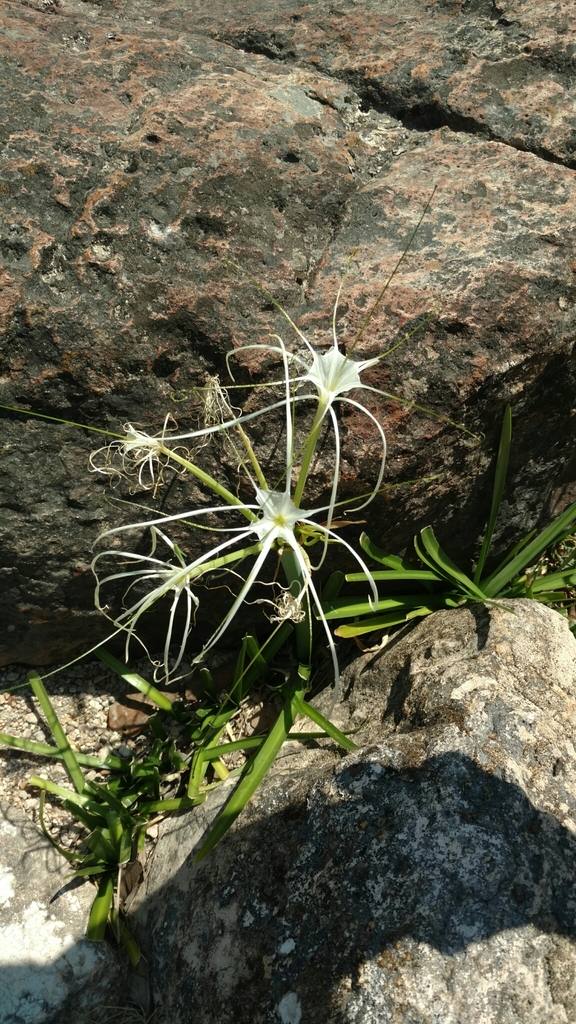 Lirio araña