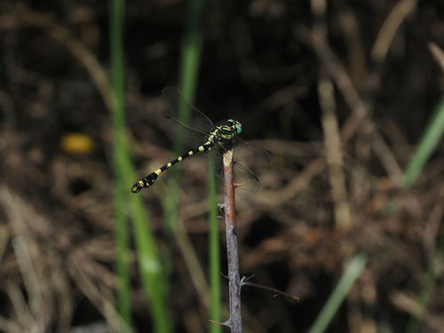 Lamelligomphus ringens