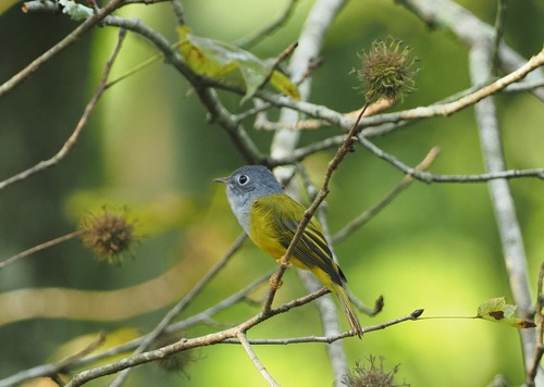 Grey-headed Canary-Flycatcher