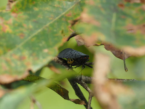 Spotted Lanternfly
