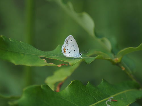 Short-tailed Blue