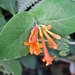 Orange Honeysuckle - Photo (c) Roger Steeb, all rights reserved, uploaded by manzanita-pct