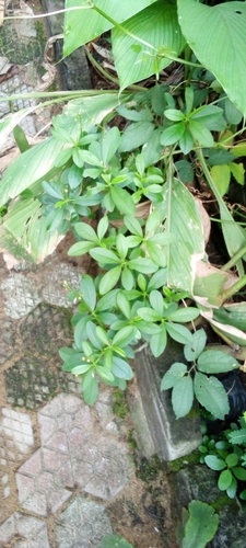 Philippine spinach