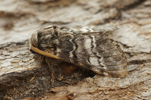 Lunar Marbled Brown