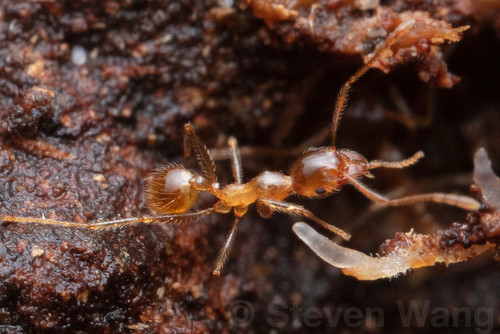 Pheidole decepticonPheidole decepticon