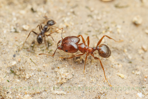 Pheidole sitiensPheidole sitiens