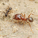 Pheidole sitiens - Photo (c) Clarence Holmes, todos os direitos reservados, uploaded by Clarence Holmes