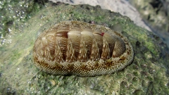 Chiton tuberculatus image