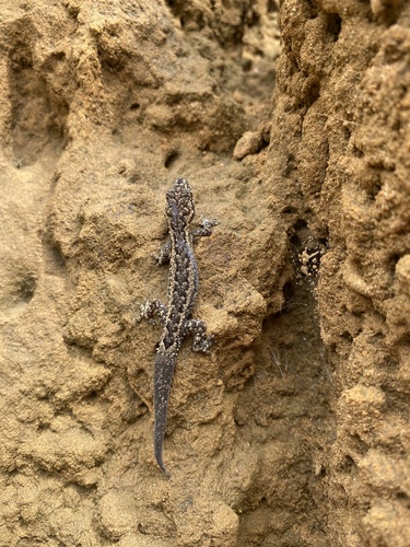 Kinshasa Half-toed Gecko