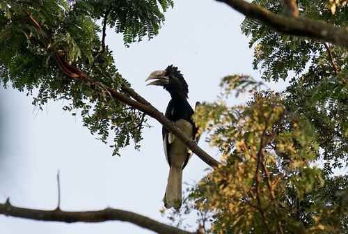Piping Hornbill