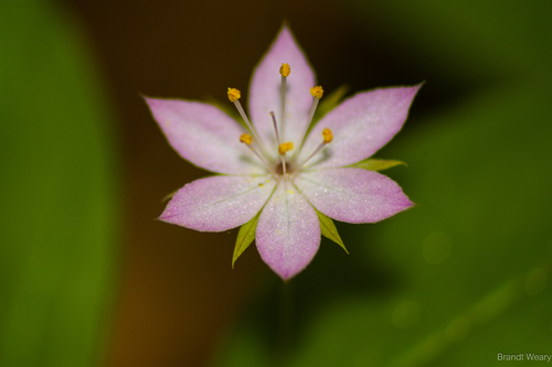 iNaturalist observation photo of Western Starflower