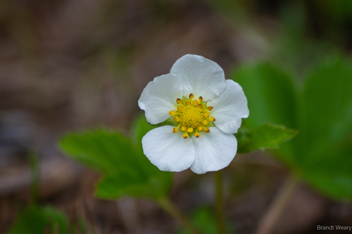 iNaturalist observation photo of woodland strawberry