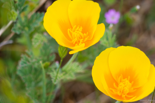iNaturalist observation photo of California poppy