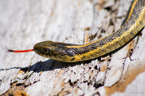 iNaturalist observation photo of Aquatic Garter Snake