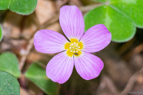 iNaturalist observation photo of Redwood Sorrel