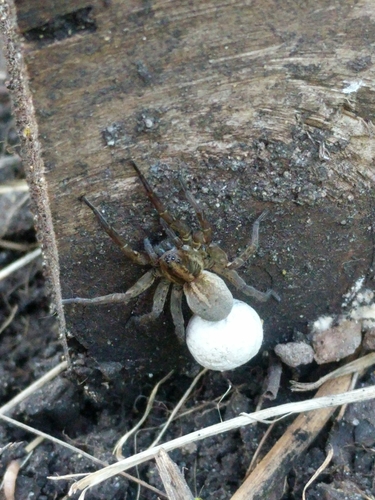 Ground wolf spider