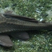 Hypostomus basilisko - Photo (c) Rémi Bigonneau, כל הזכויות שמורות, הועלה על ידי Rémi Bigonneau