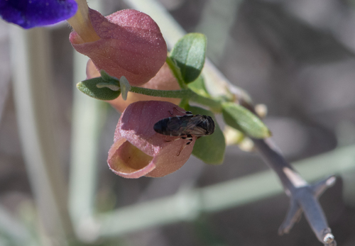 Masked Bees