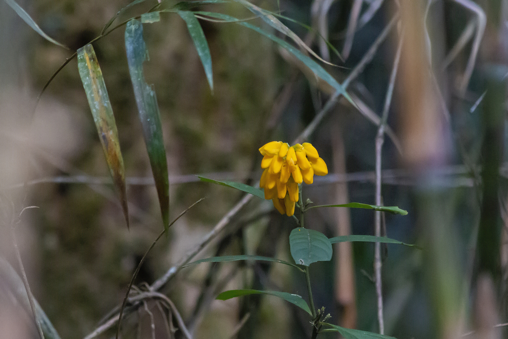 Caamembeca oxyphylla (Caamembeca oxyphylla)