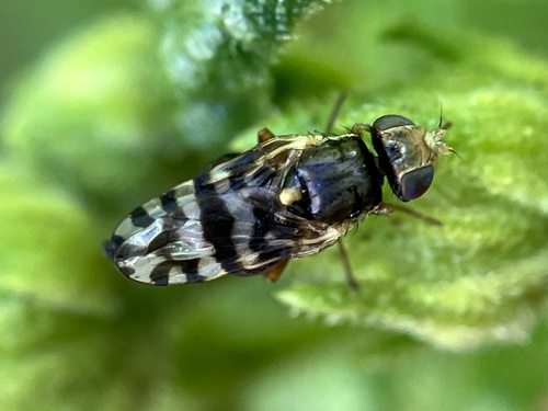 género Goedenia · BioDiversity4All