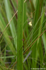 Image of Utricularia appendiculata