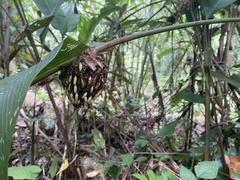 Apoica pallens image