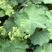 Garden Lady's-Mantle - Photo (c) Janet Wooten, all rights reserved, uploaded by Janet Wooten