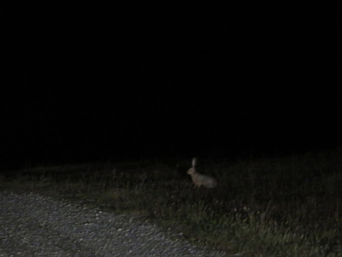 iNaturalist observation photo of Black-tailed Jackrabbit