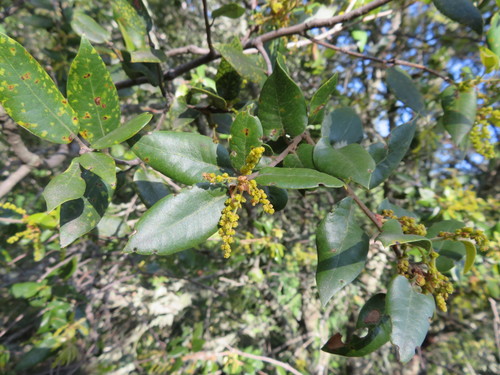 iNaturalist observation photo of canyon live oak