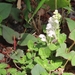 Scutellaria indica parvifolia - Photo (c) mami_t_t, כל הזכויות שמורות, הועלה על ידי mami_t_t