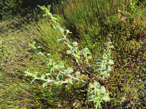 iNaturalist observation photo of White Horehound