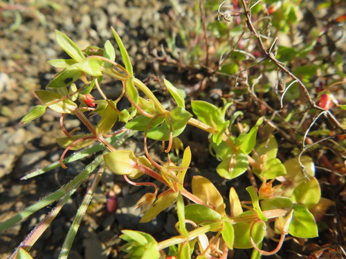 iNaturalist observation photo of scarlet pimpernel