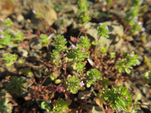 iNaturalist observation photo of thyme-leaved pogogyne