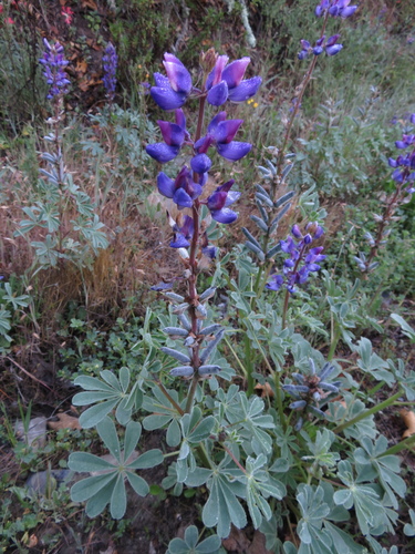 iNaturalist observation photo of arroyo lupine