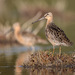 Short-billed Dowitcher - Photo (c) TroyEcol, all rights reserved, uploaded by Declan Troy