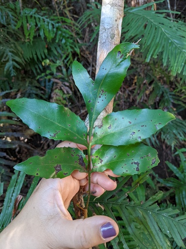 fishtail oak (Neorites kevedianus)