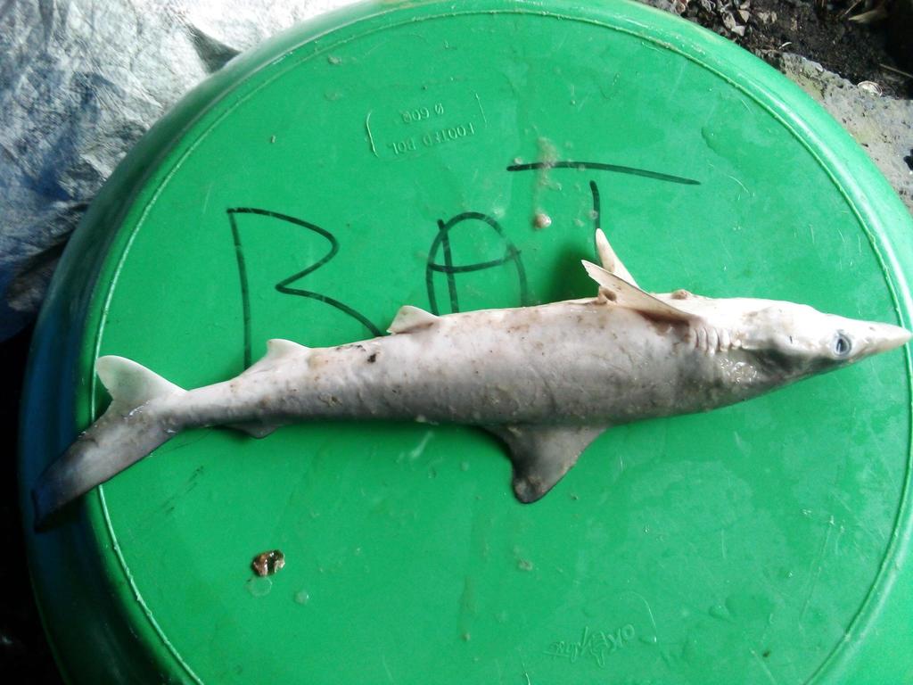 Milk Shark from None on April 13, 2022 by Siren Sighting Network_AMMCO ...