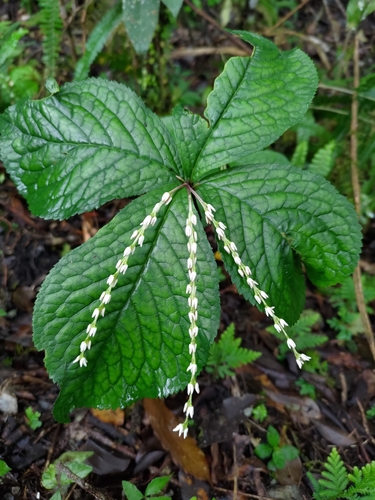 Chloranthus henryi