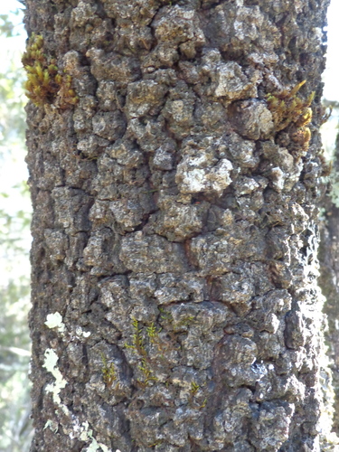 Quercus × dysophylla