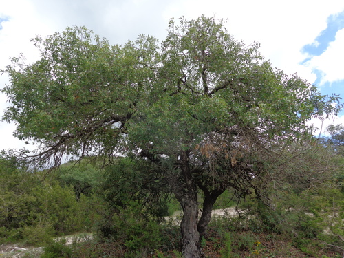 Quercus charcasana