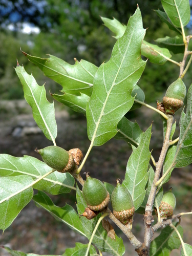 Quercus charcasana