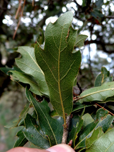 Quercus charcasana