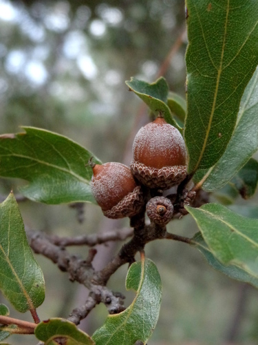 Quercus charcasana