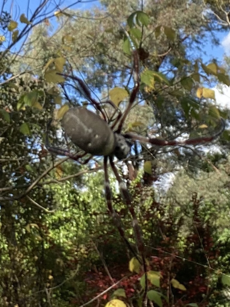 Australian Golden Orbweaver from Doctors Point Rd, East Albury, NSW, AU