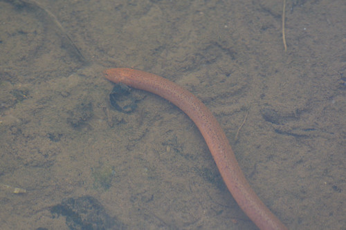 Asian Swamp Eel